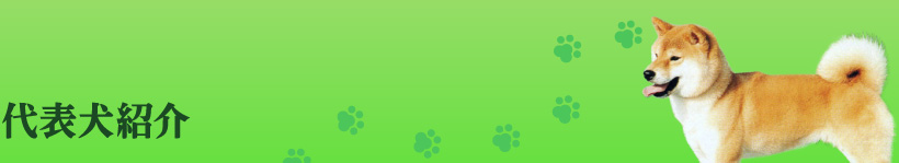 代表犬紹介