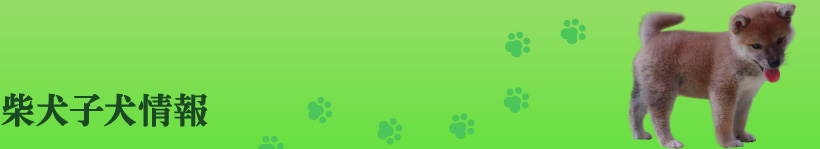 柴犬子犬情報